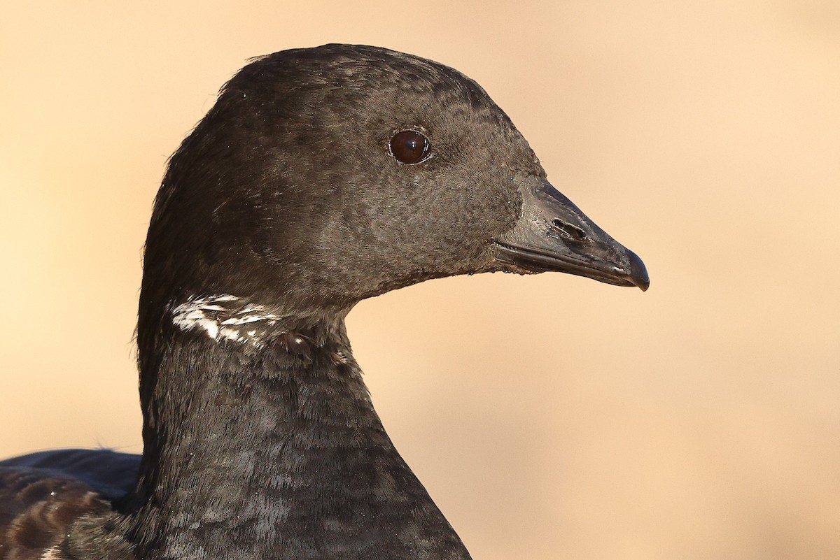 Brant (Atlantic) - ML611687604