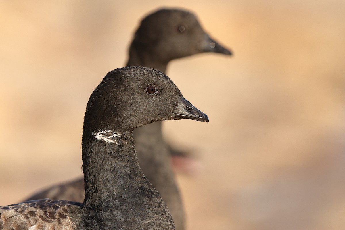 Brant (Atlantic) - ML611687607