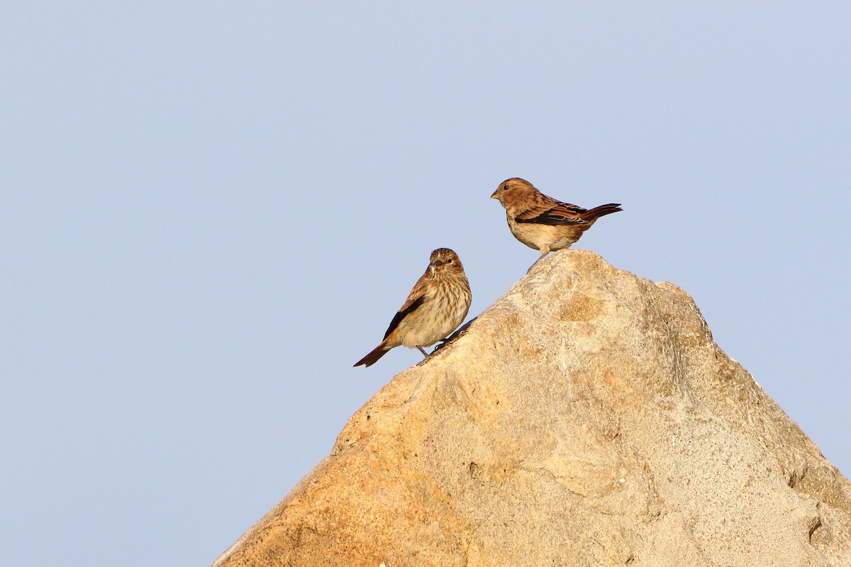 Black-headed Canary (Black-headed) - ML611687618