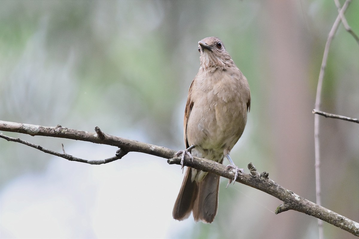 Pale-breasted Thrush - ML611687659