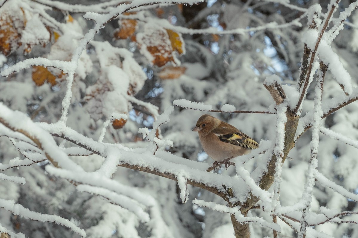 Common Chaffinch - ML611687663