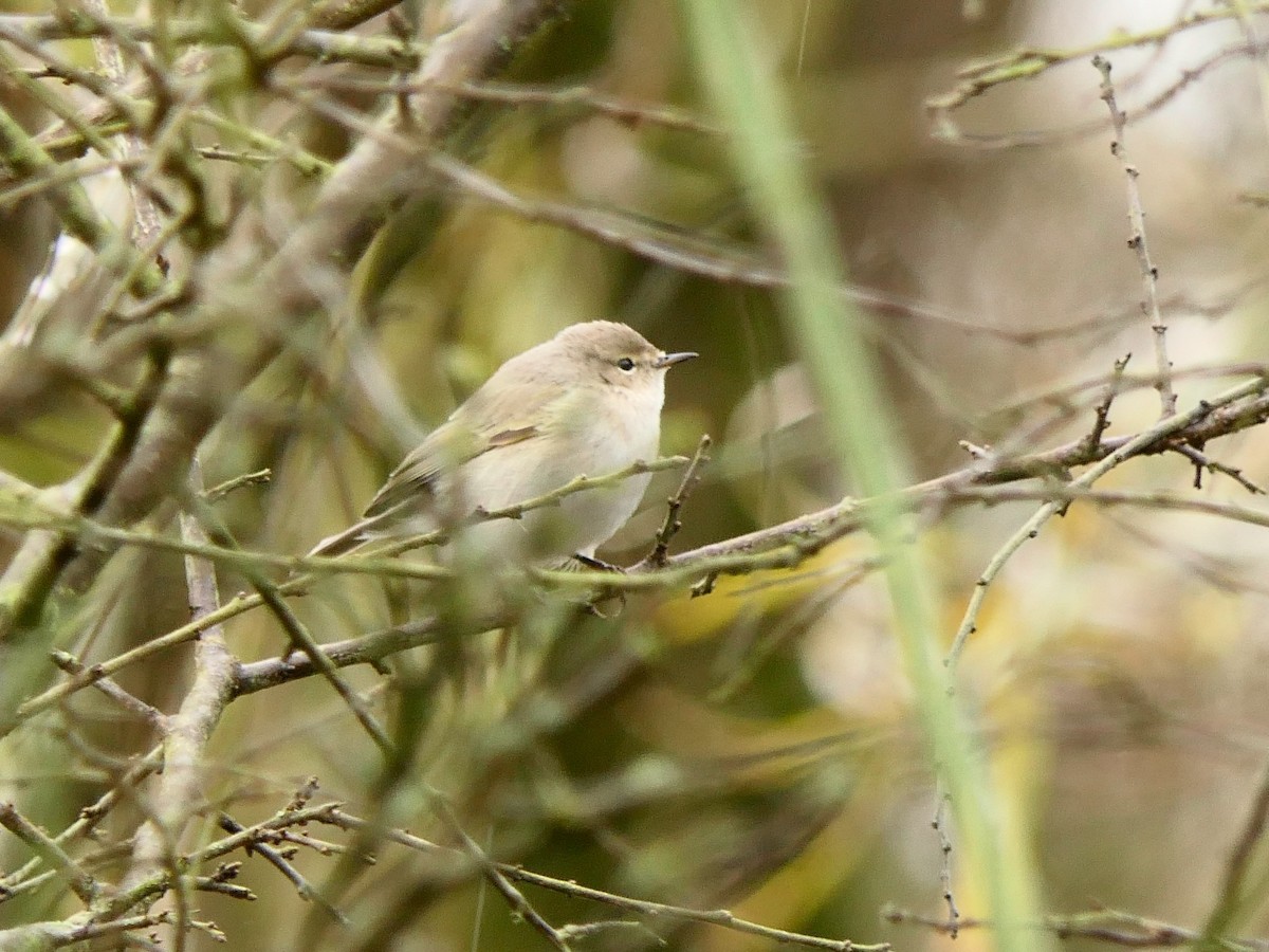 budníček menší (ssp. tristis) - ML611687666