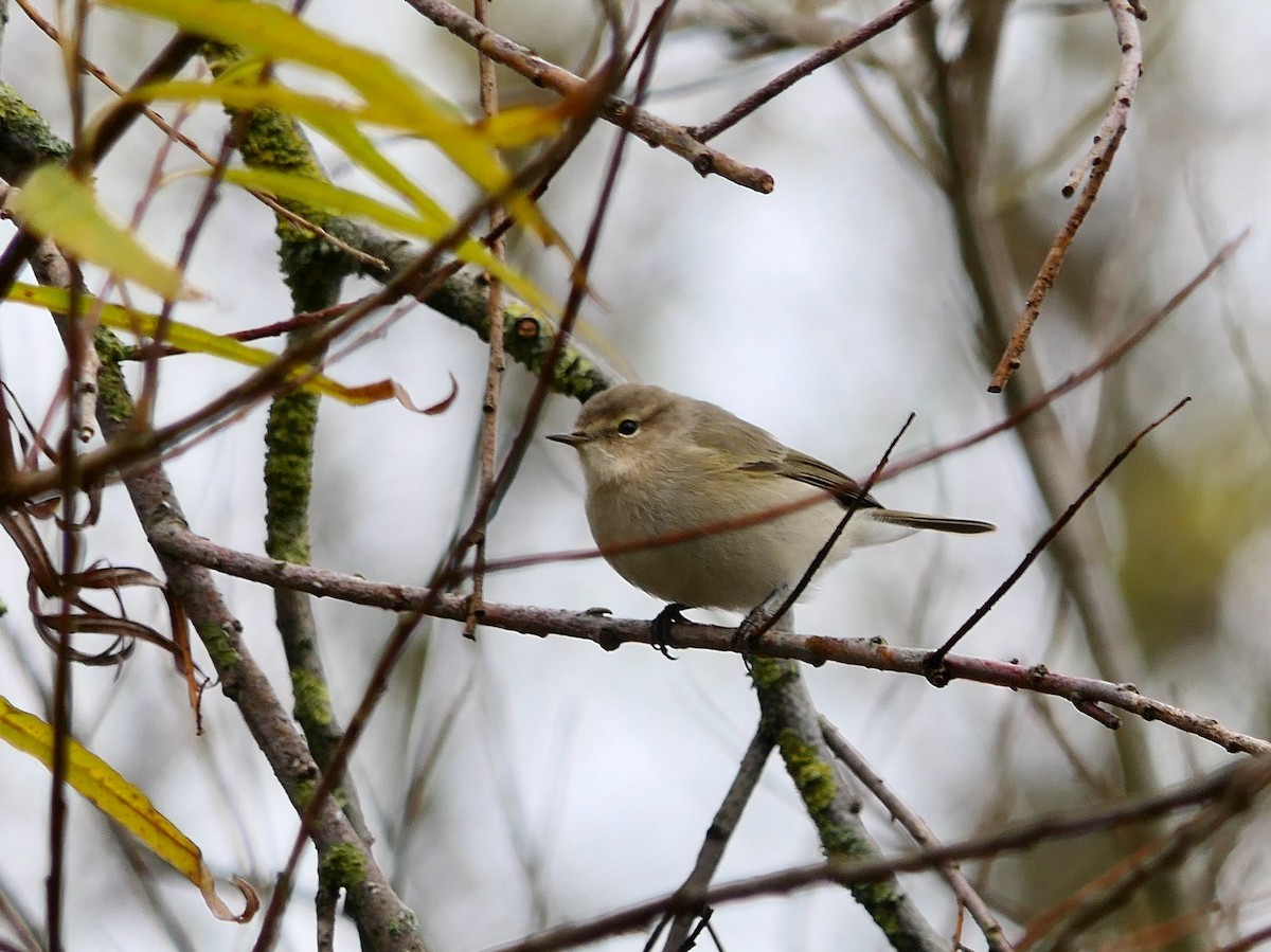 budníček menší (ssp. tristis) - ML611687667