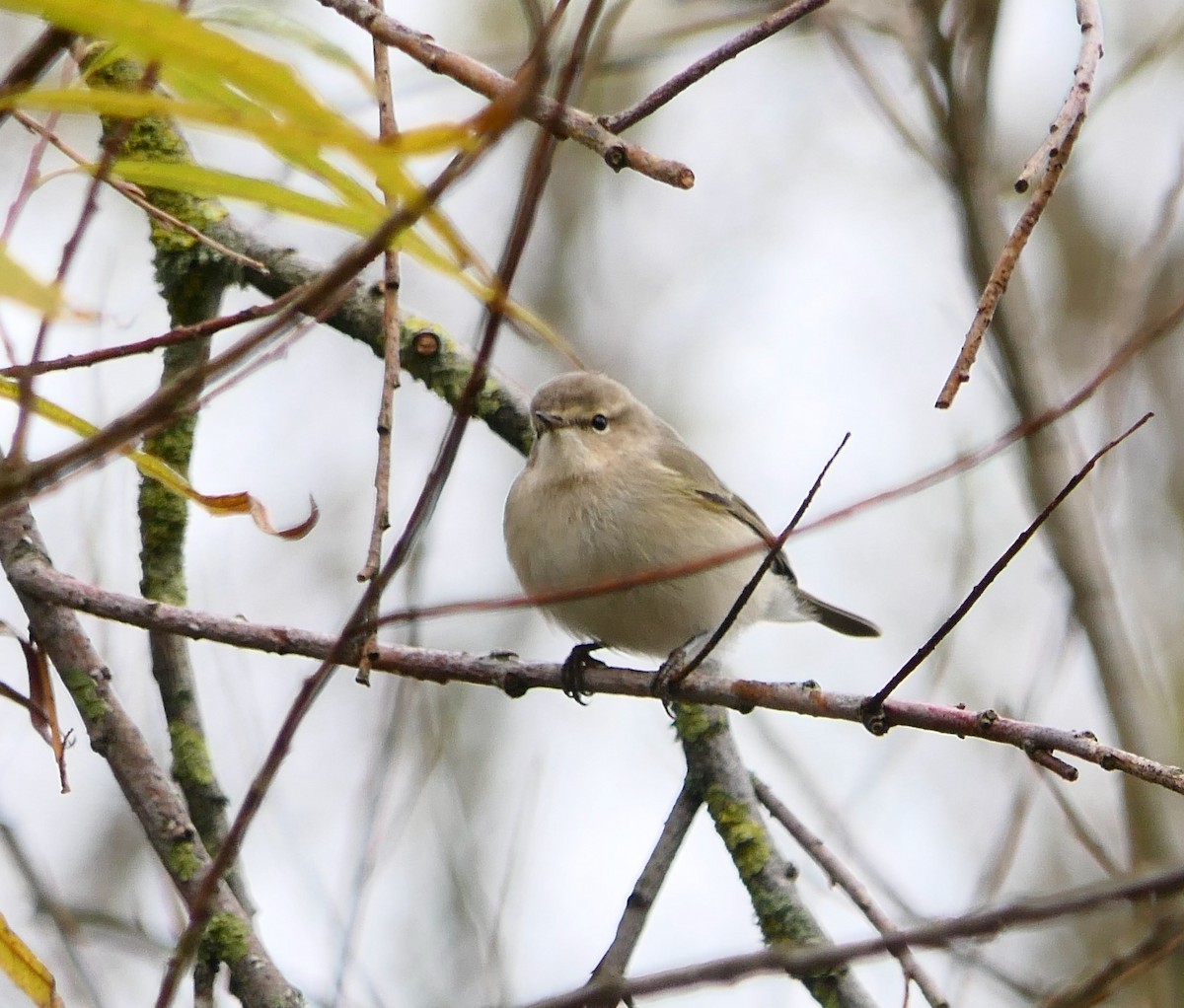 budníček menší (ssp. tristis) - ML611687668