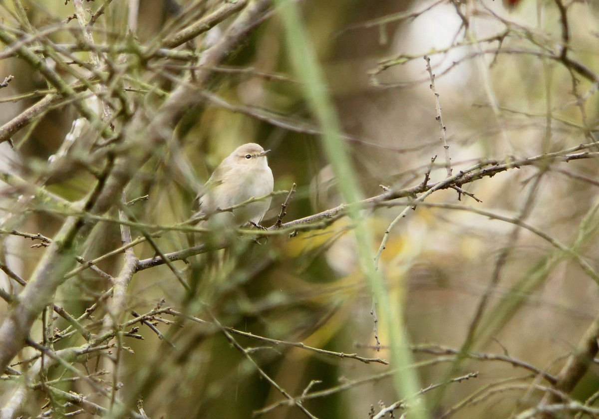budníček menší (ssp. tristis) - ML611687669