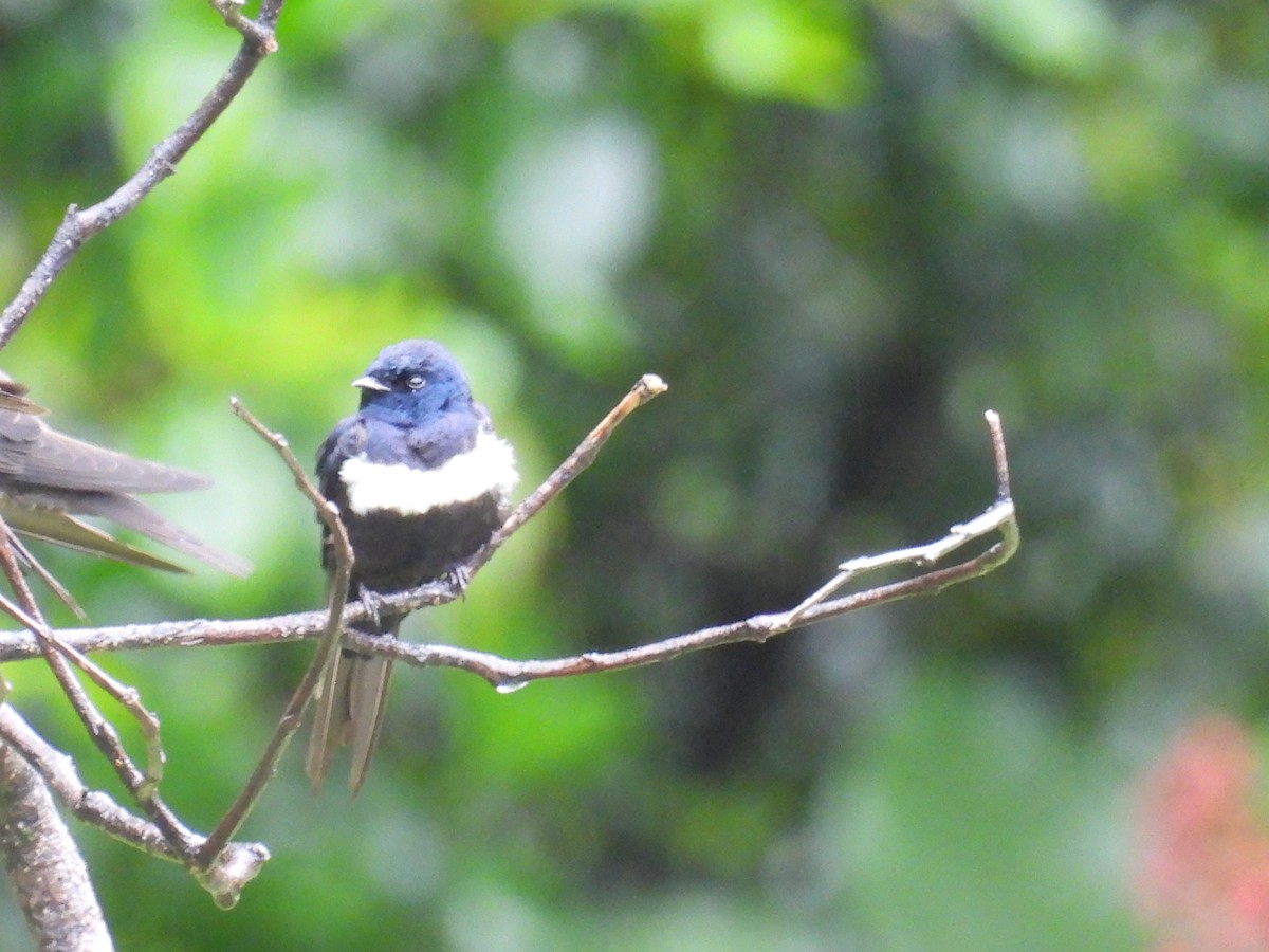 White-banded Swallow - ML611687681