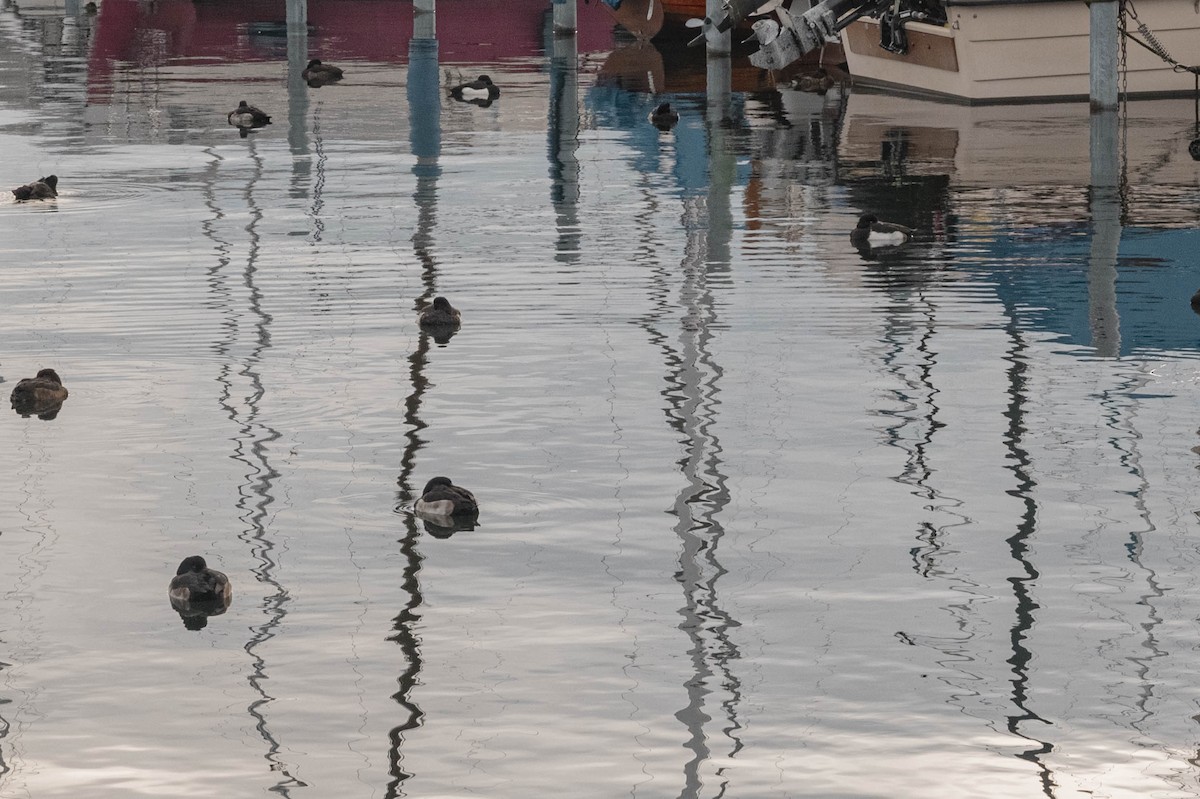 Tufted Duck - ML611687691