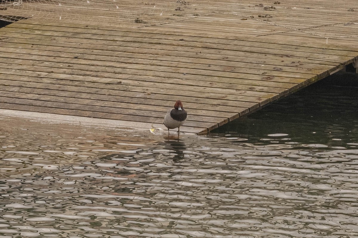 polák velký - ML611687697