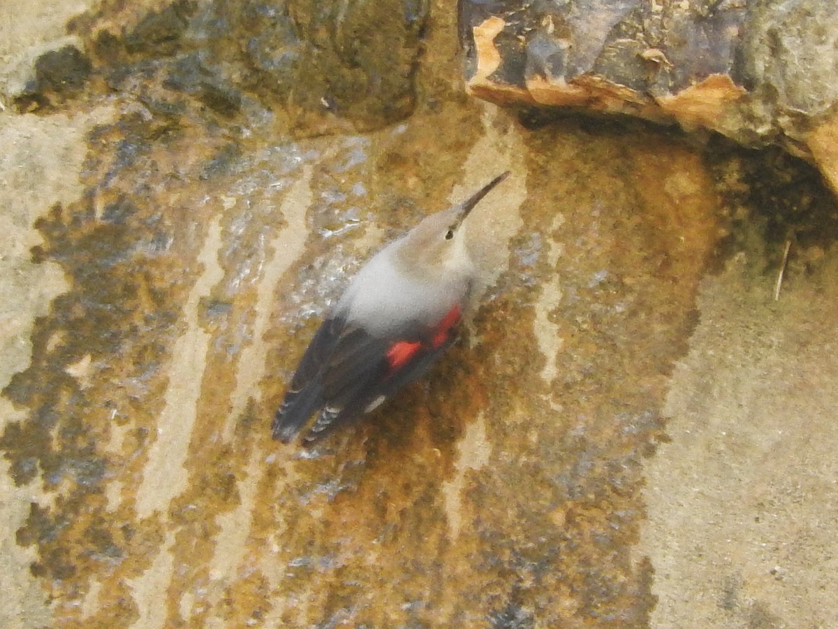 Wallcreeper - Tuvia Kahn