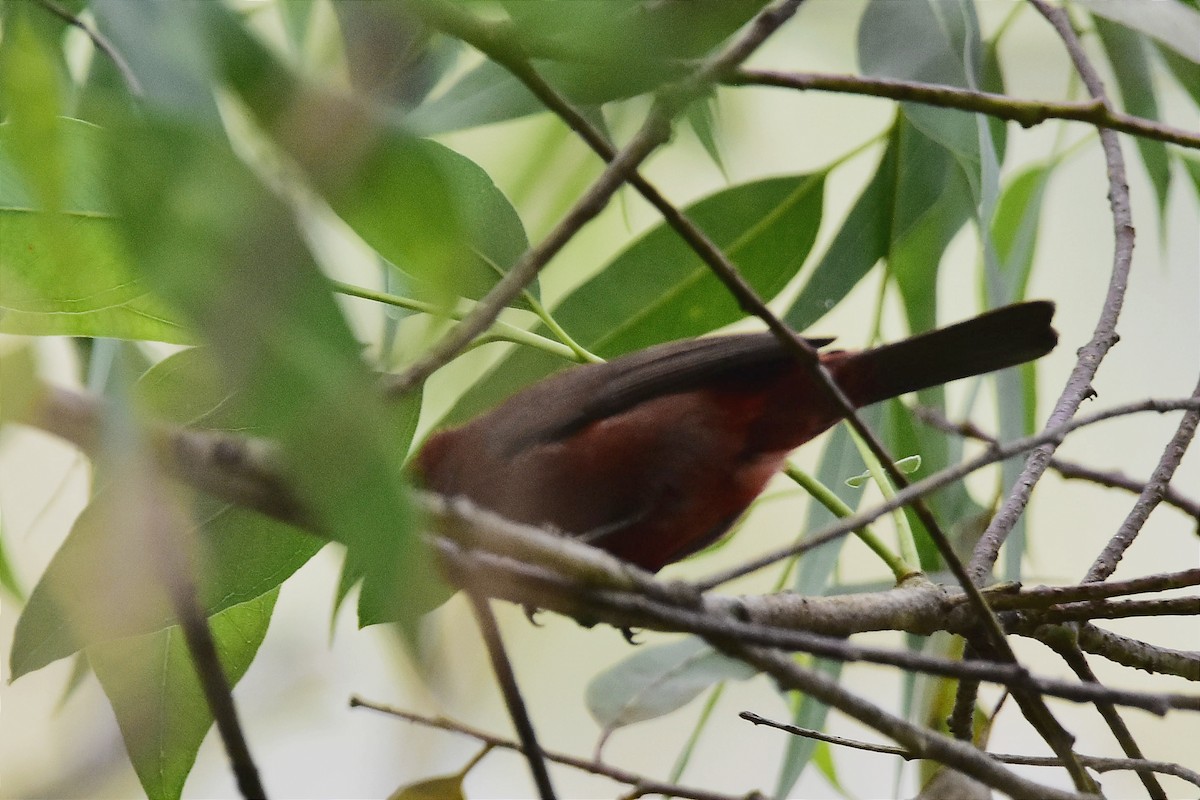 Red-crested Finch - ML611687722