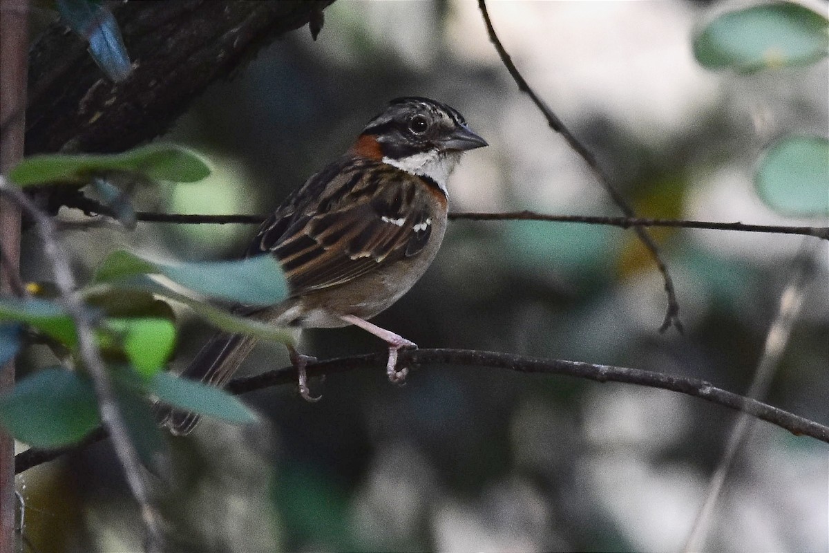Rufous-collared Sparrow - ML611687734