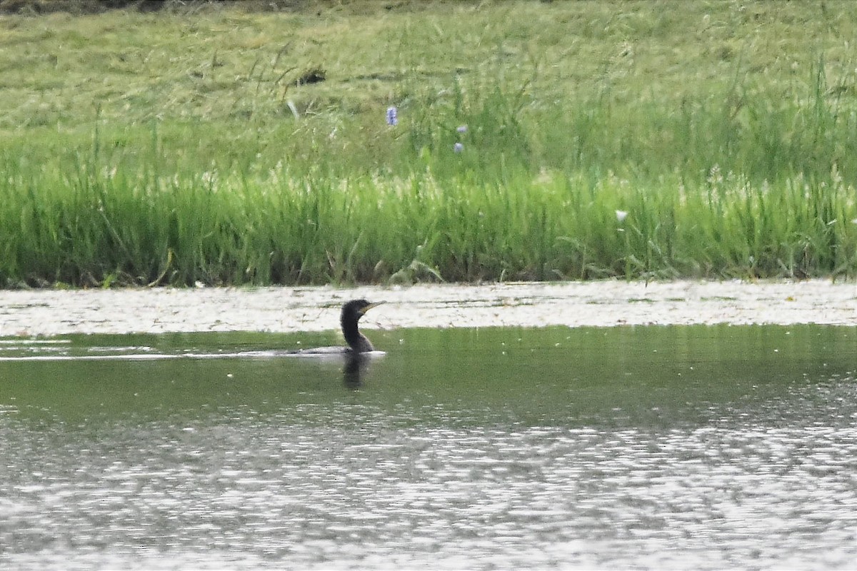 Neotropic Cormorant - ML611687750