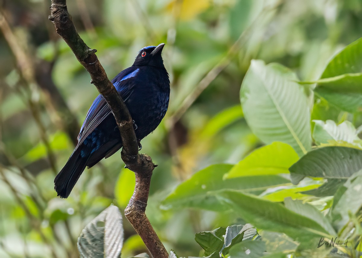 Philippine Fairy-bluebird - ML611687793