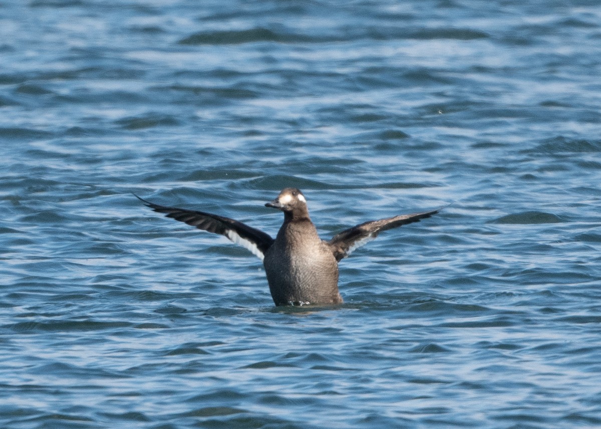 White-winged Scoter - ML611687907