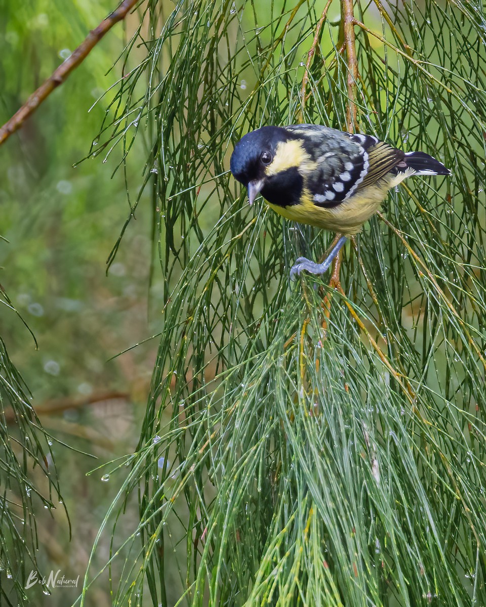 Elegant Tit - ML611688004