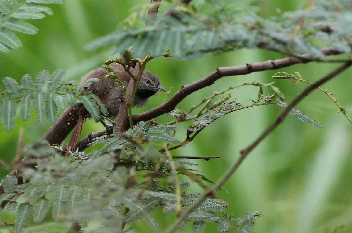 White-bellied Spinetail - ML611688086