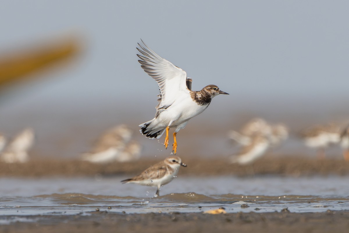 Ruddy Turnstone - ML611688115