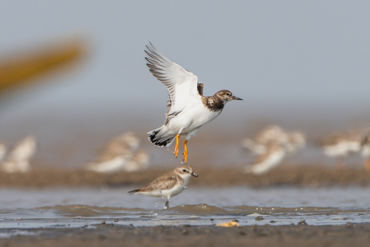 Ruddy Turnstone - ML611688115