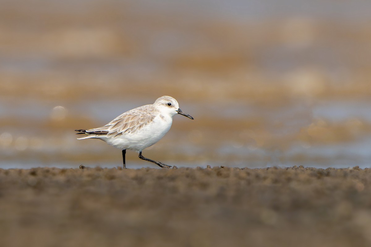 Sanderling - Manoj ch