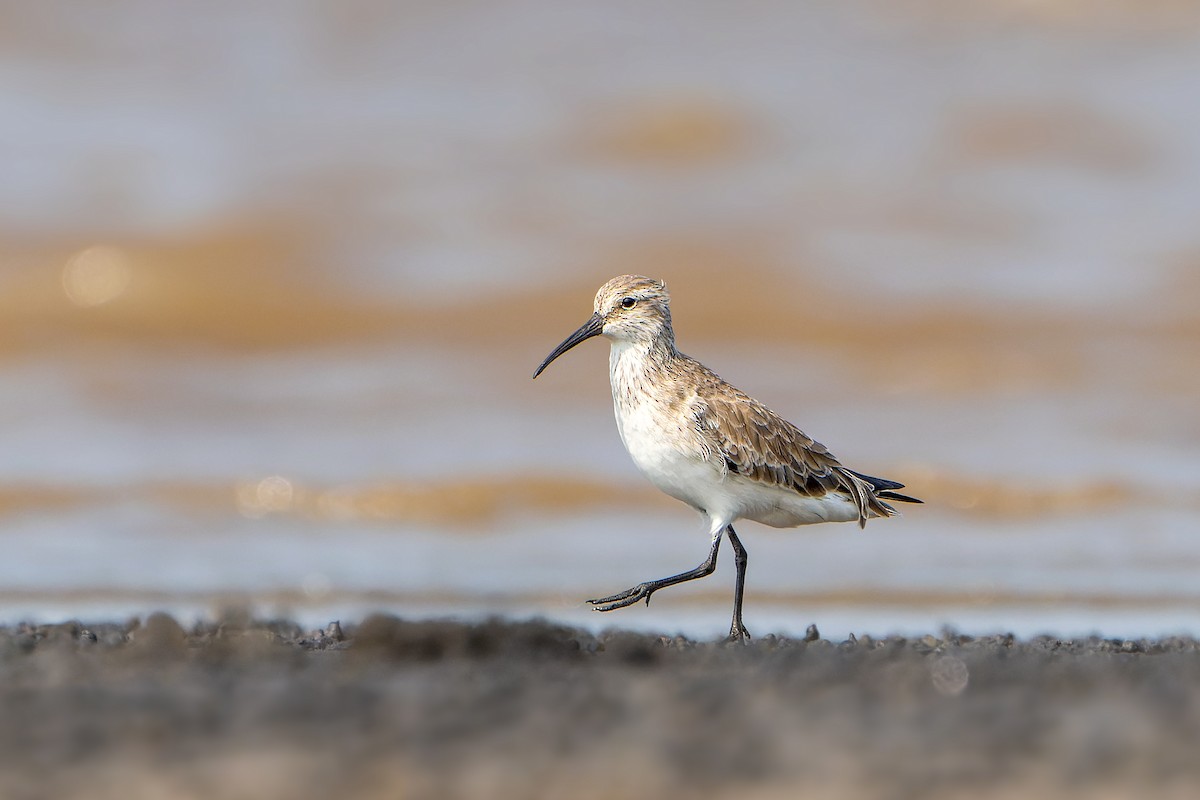 Curlew Sandpiper - Manoj ch