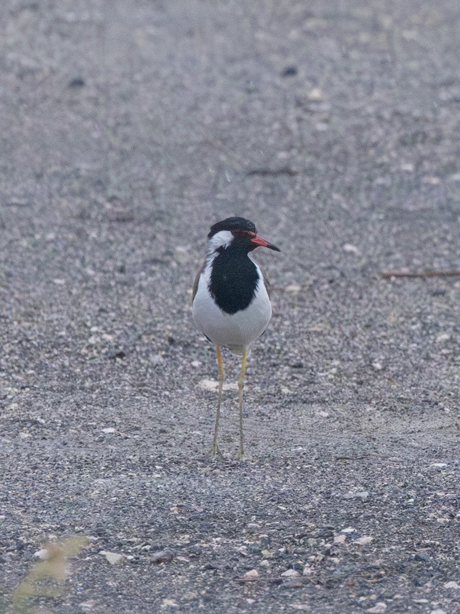 Red-wattled Lapwing - William Stephens