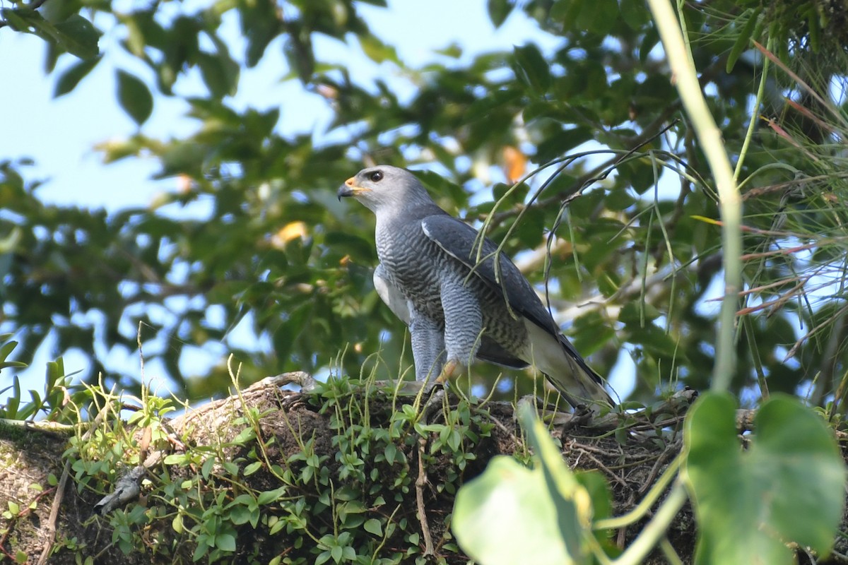 Gray Hawk - ML611688299