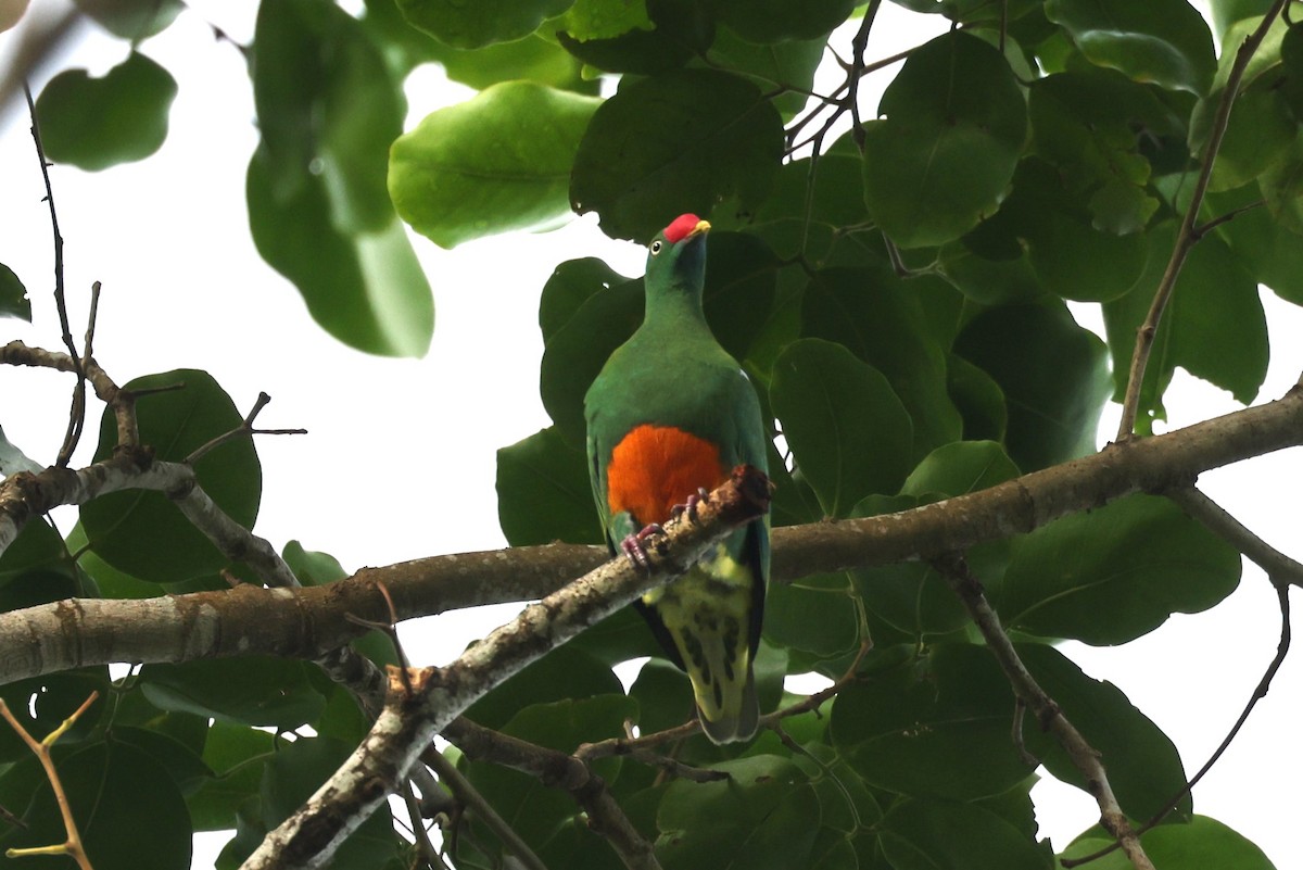 Knob-billed Fruit-Dove - ML611688314