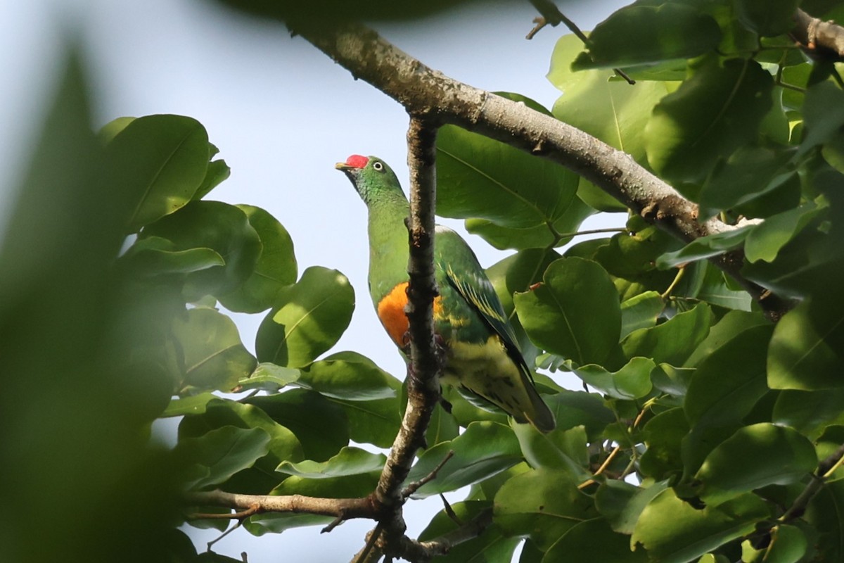 Knob-billed Fruit-Dove - ML611688316