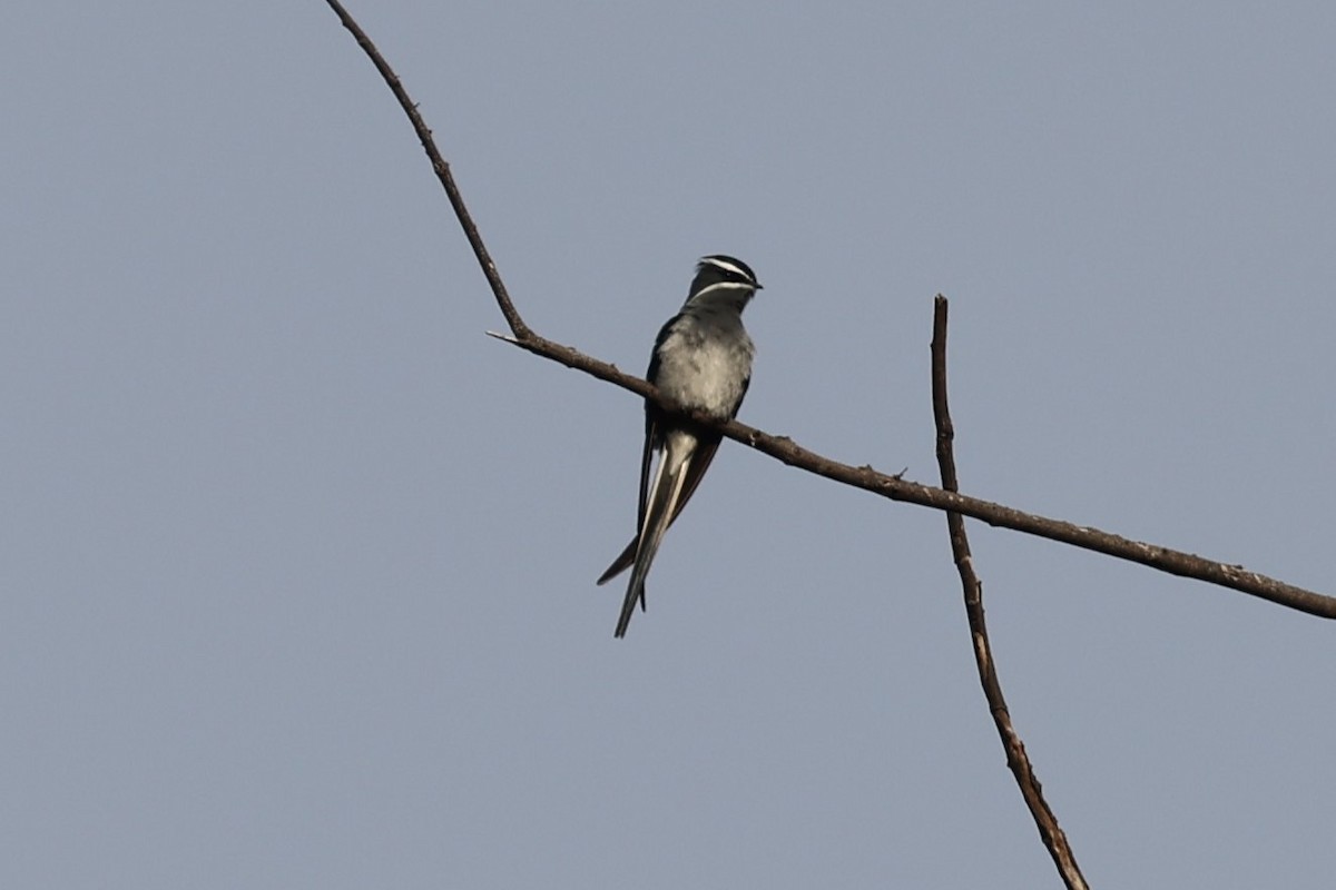 Moustached Treeswift - Charles Davies