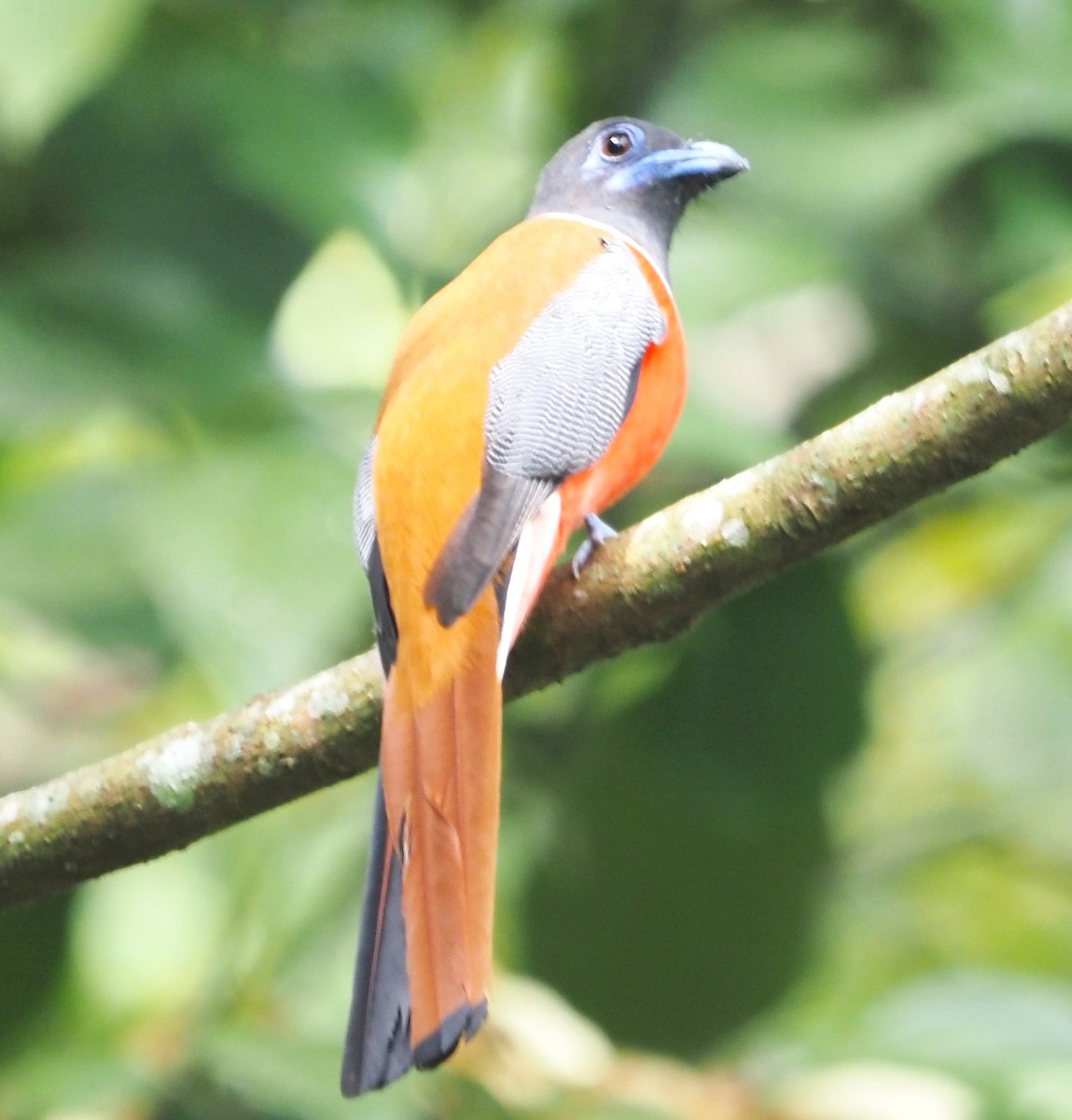 Malabar Trogon - ML611688494