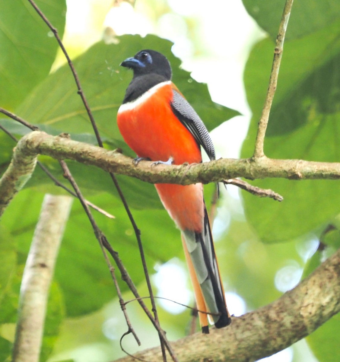 Malabar Trogon - ML611688495