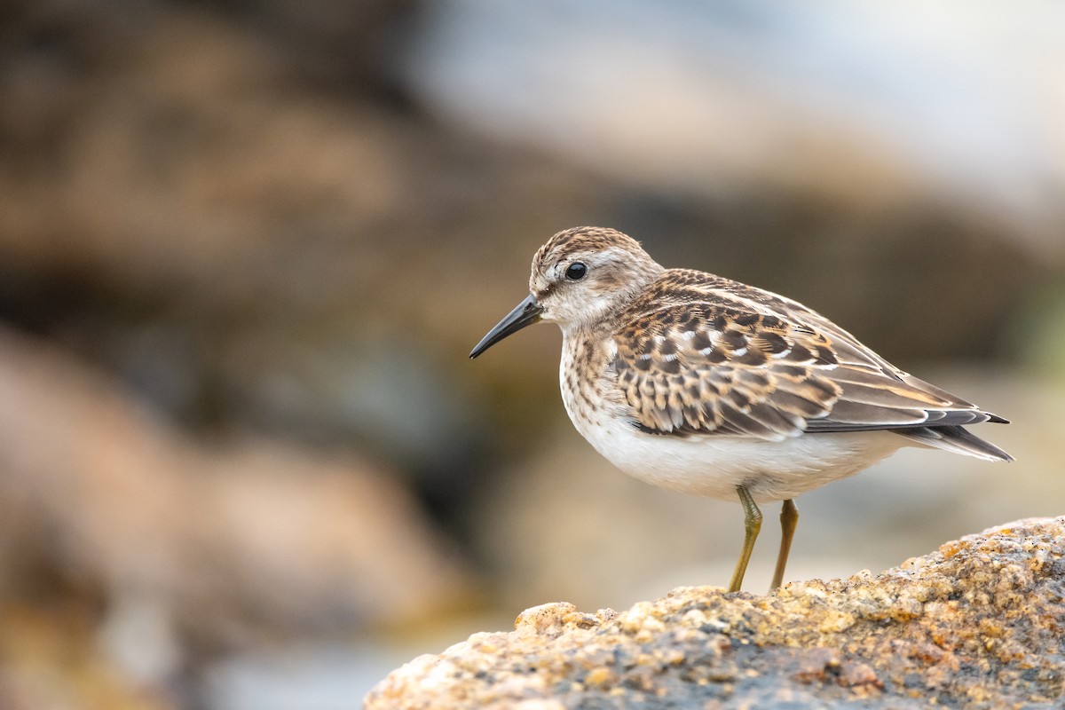 Least Sandpiper - Mael Glon