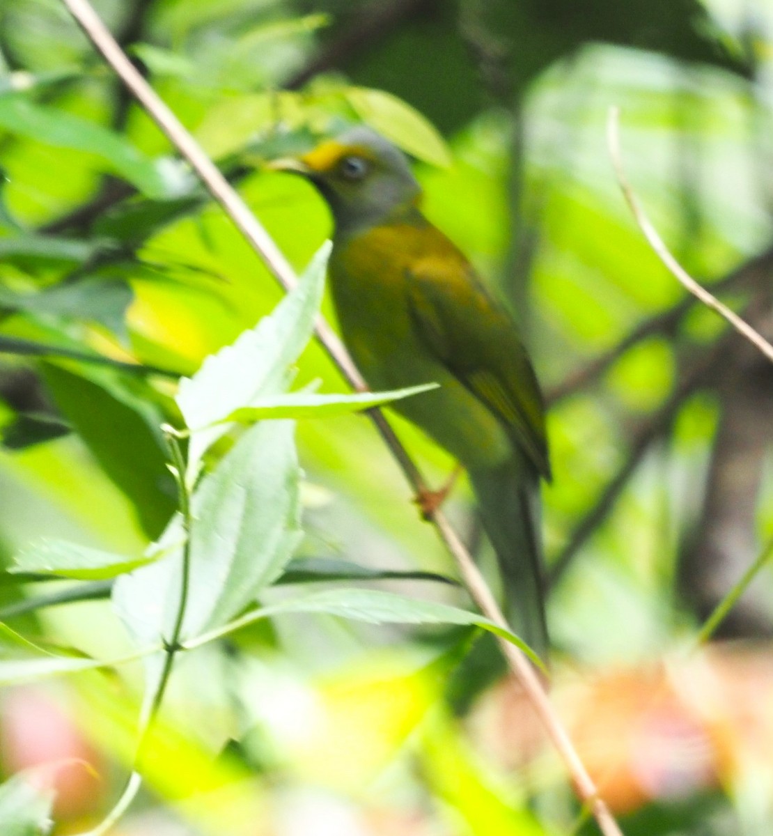 Gray-headed Bulbul - ML611688510