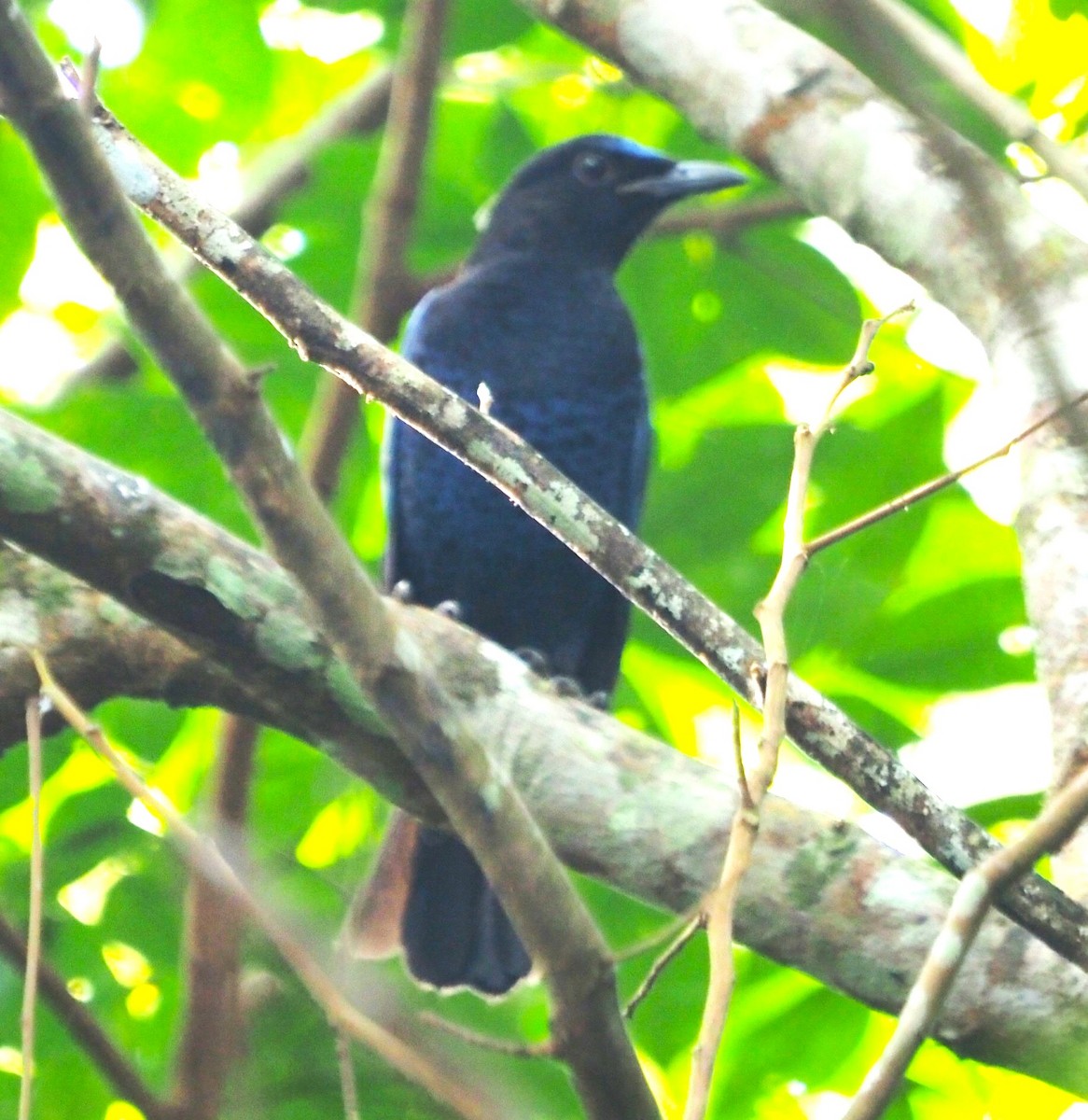 Malabar Whistling-Thrush - ML611688512