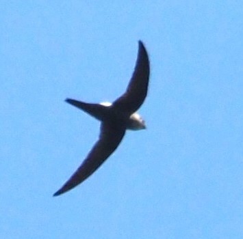 swift sp. - ML611688530