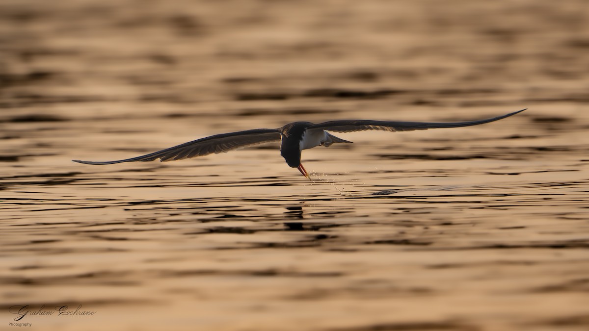 African Skimmer - ML611688630