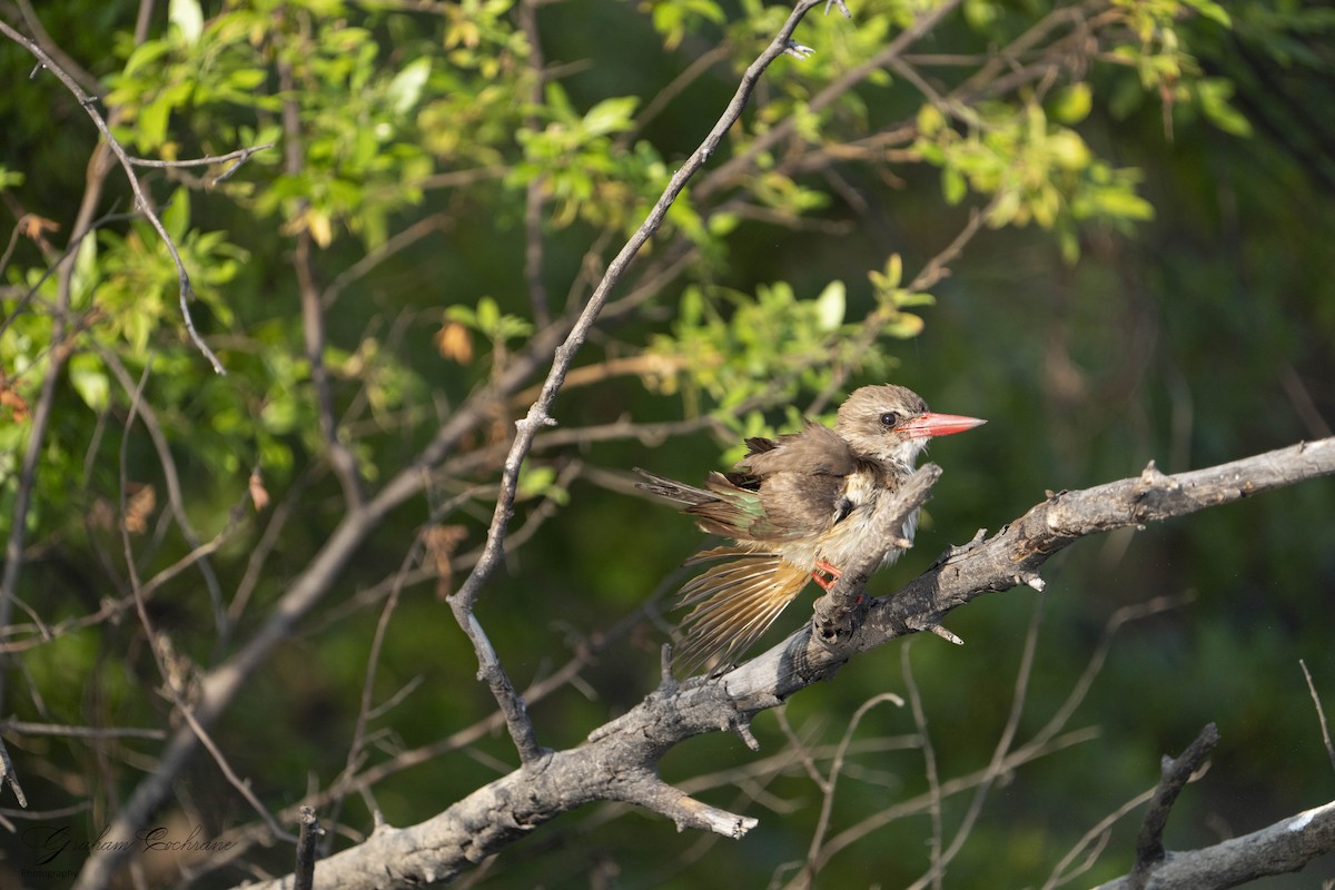 Brown-hooded Kingfisher - graham cochrane