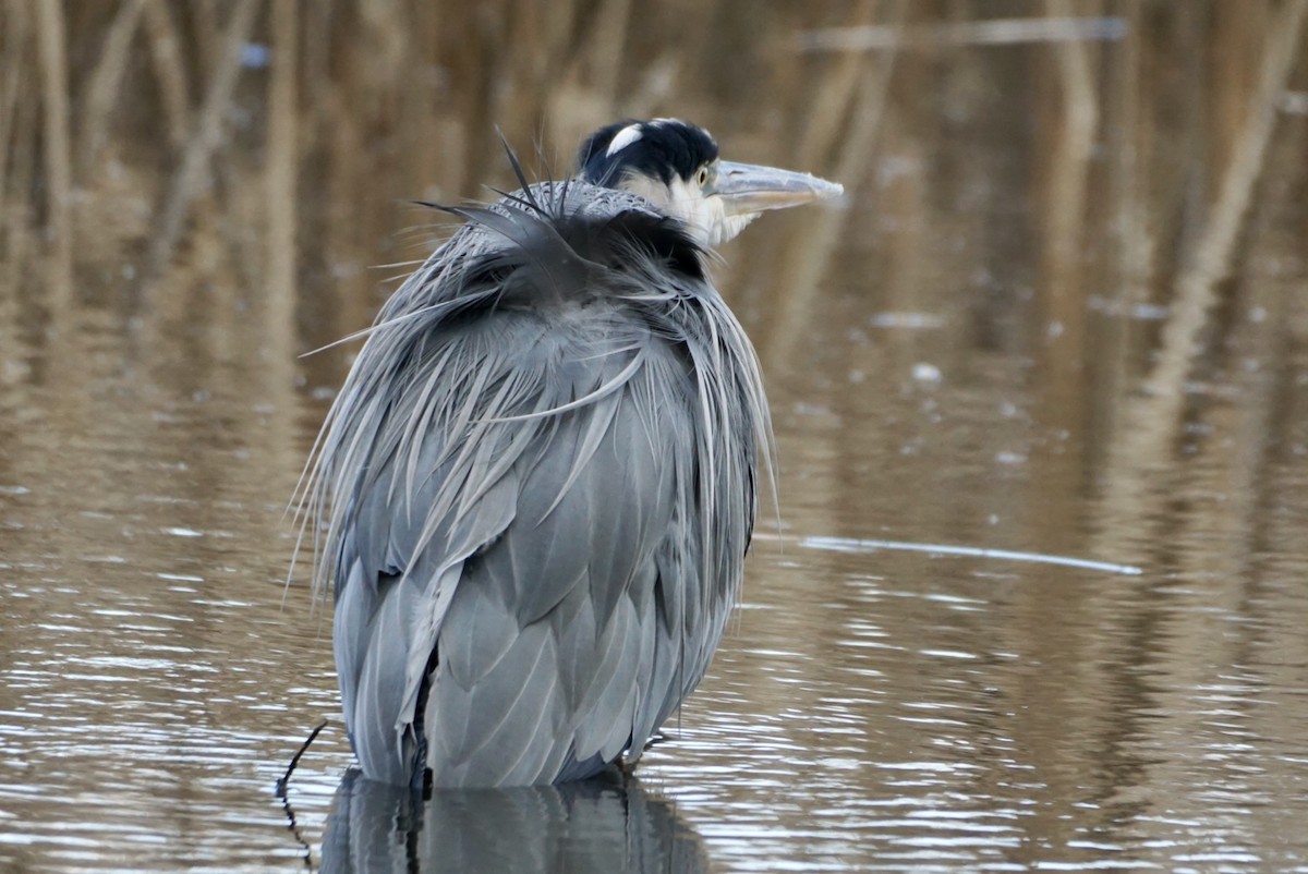 Great Blue Heron - Laura Sisitzky