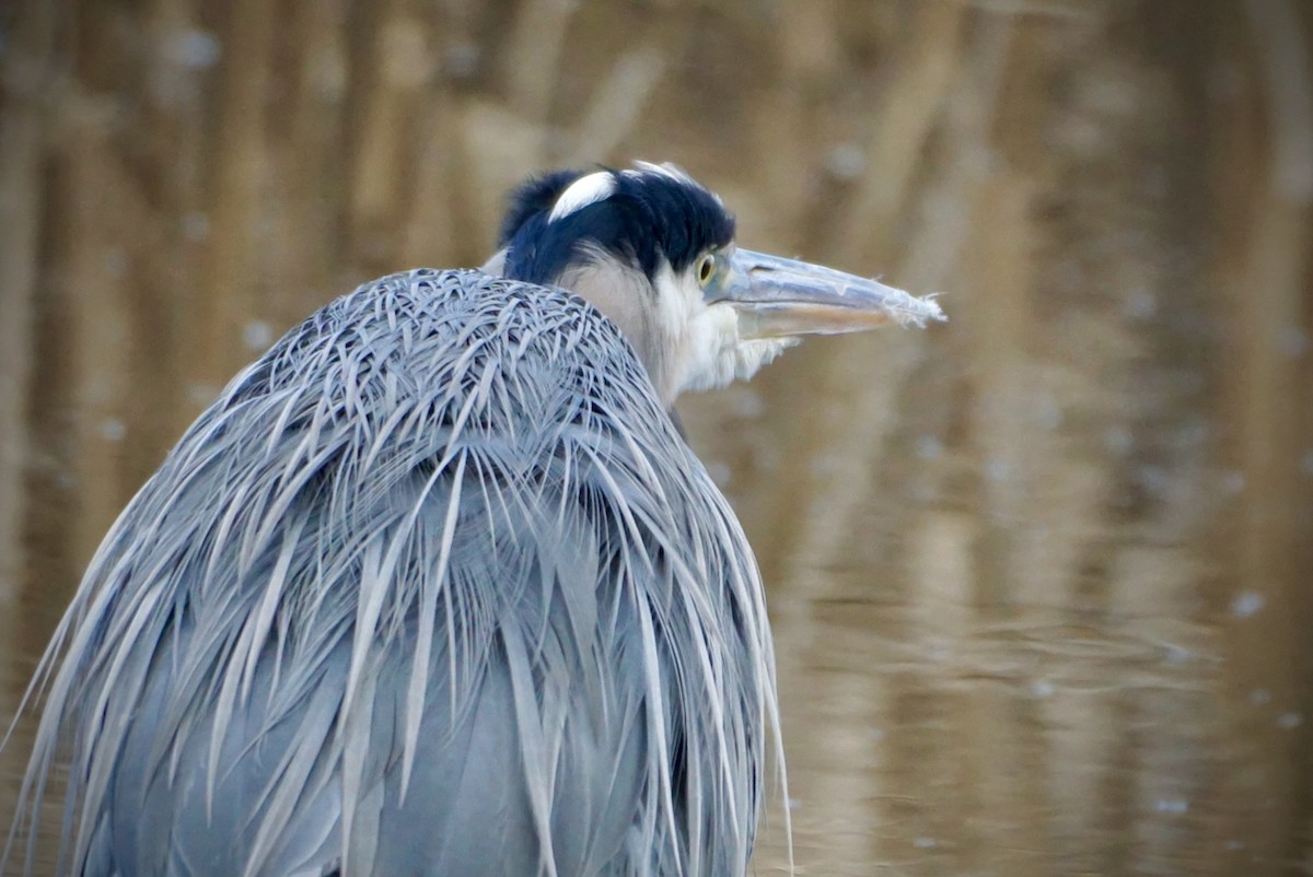 Great Blue Heron - Laura Sisitzky