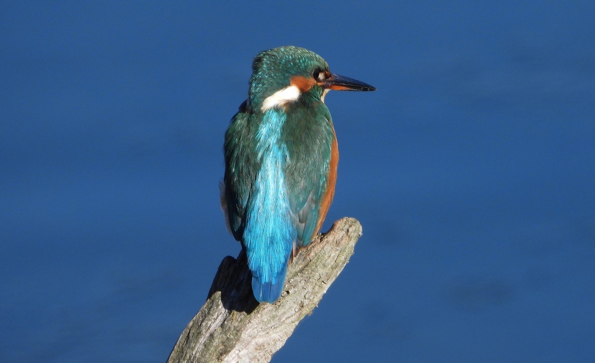Common Kingfisher - Elio Giacone
