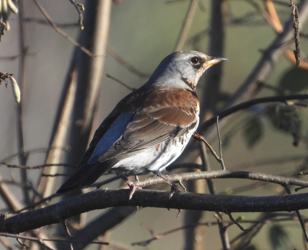 Fieldfare - Elio Giacone