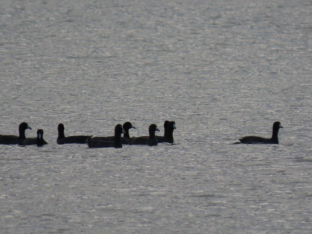 American Coot - ML611688805