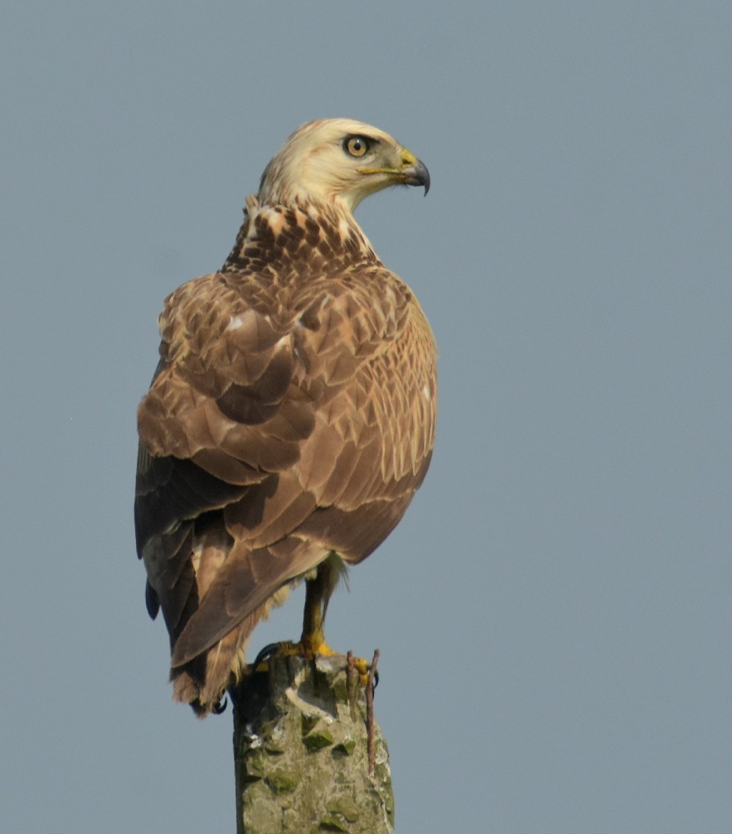 Long-legged Buzzard - ML611688836