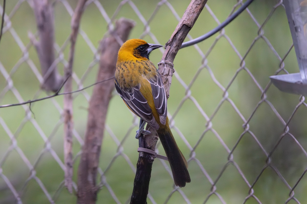 Altamira x Audubon's Oriole (hybrid) - ML611688856