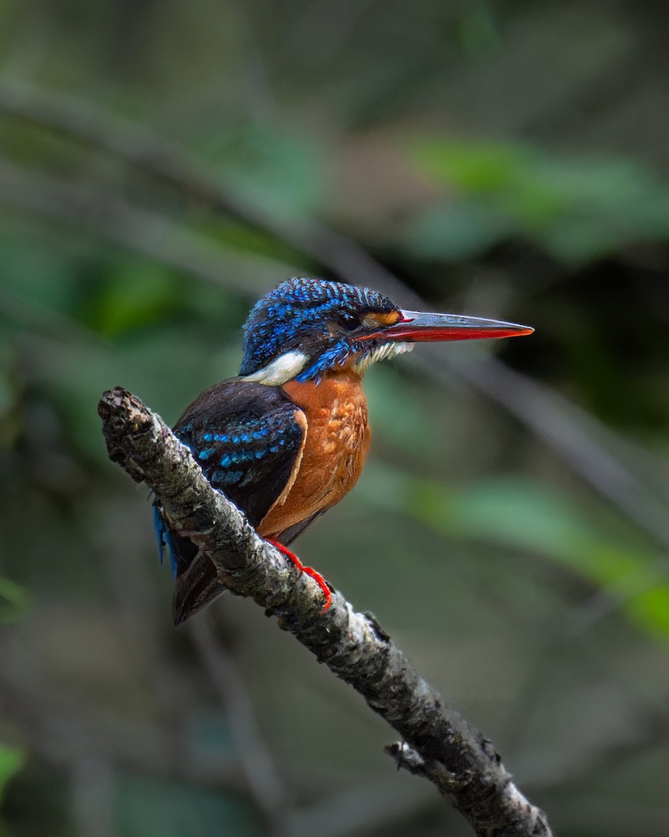 Blue-eared Kingfisher - ML611688880