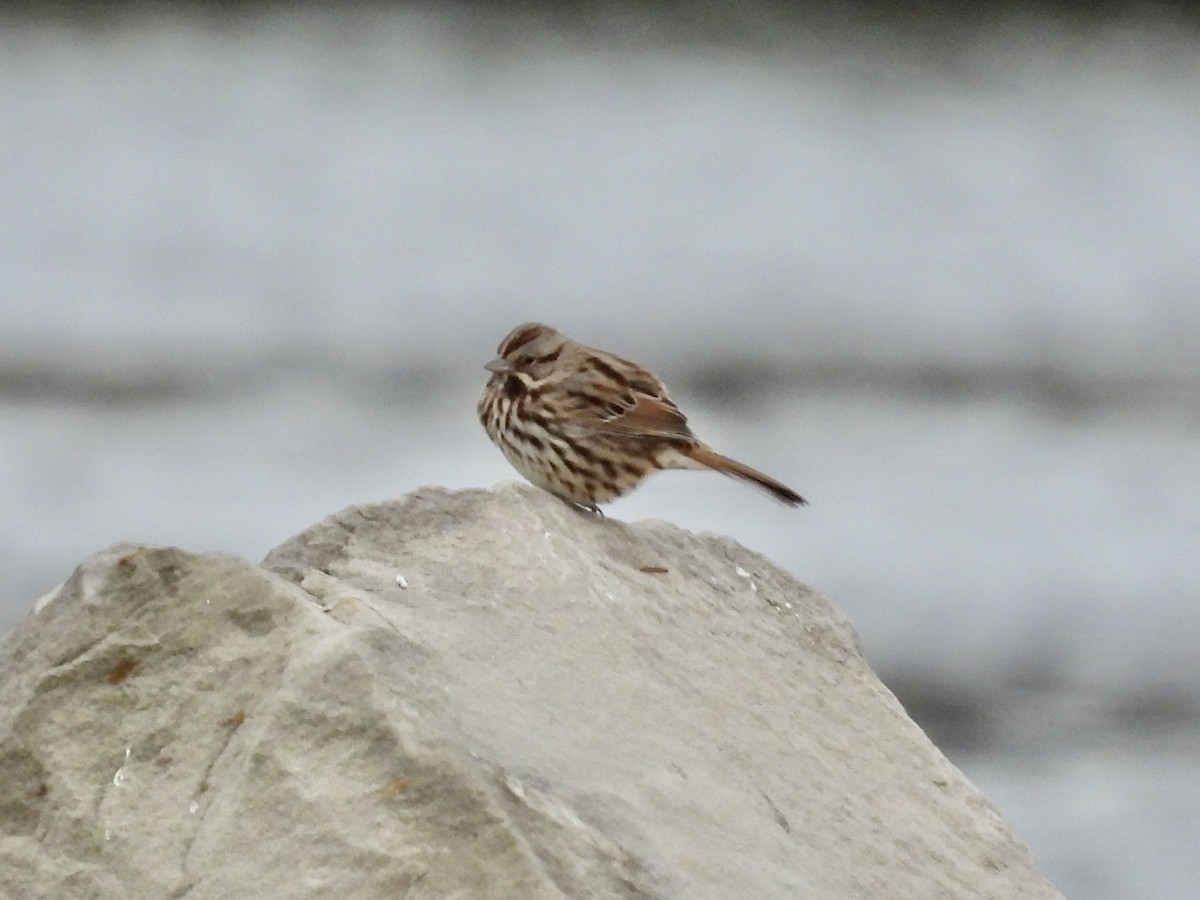 Song Sparrow - ML611688934