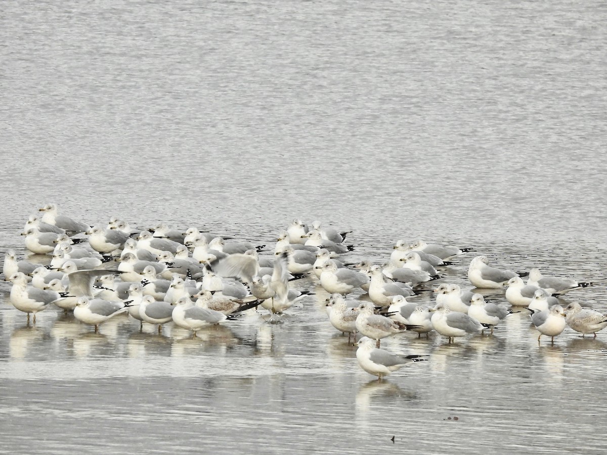 Ring-billed Gull - Nathaniel Moulton