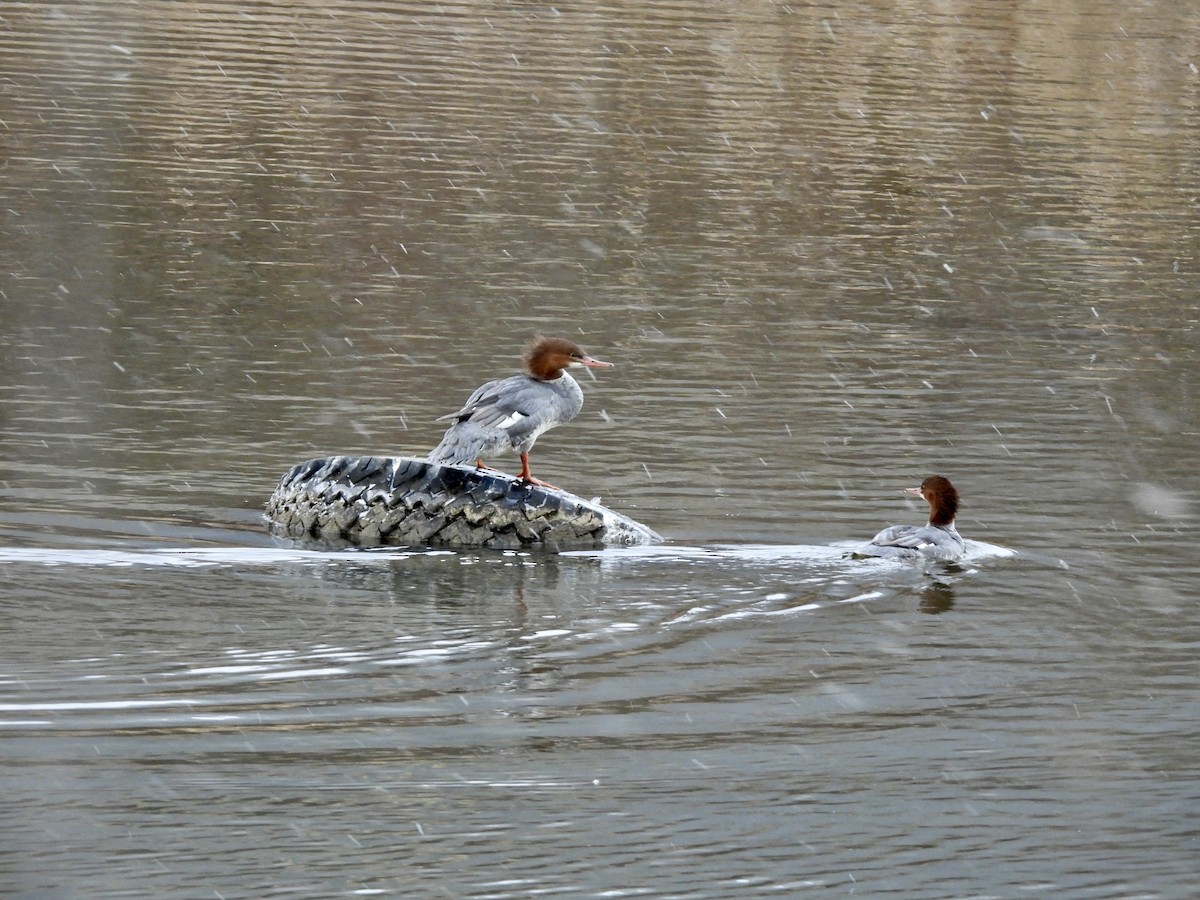 Common Merganser - ML611688946