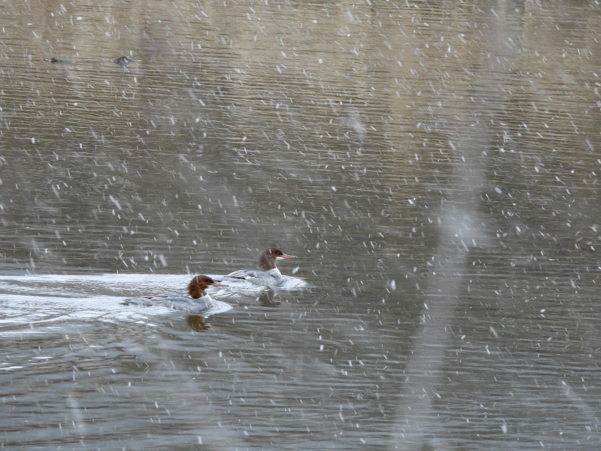 Common Merganser - ML611688949