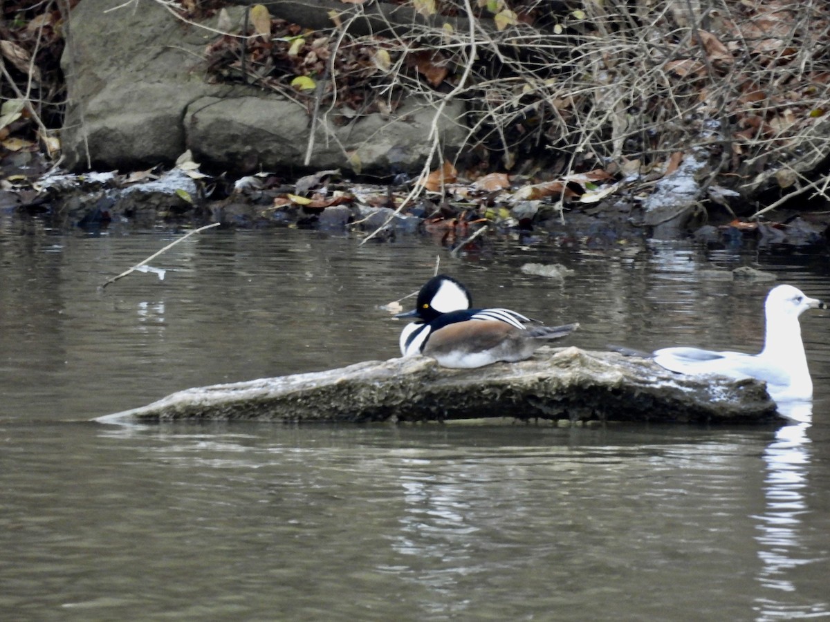 Hooded Merganser - ML611688955